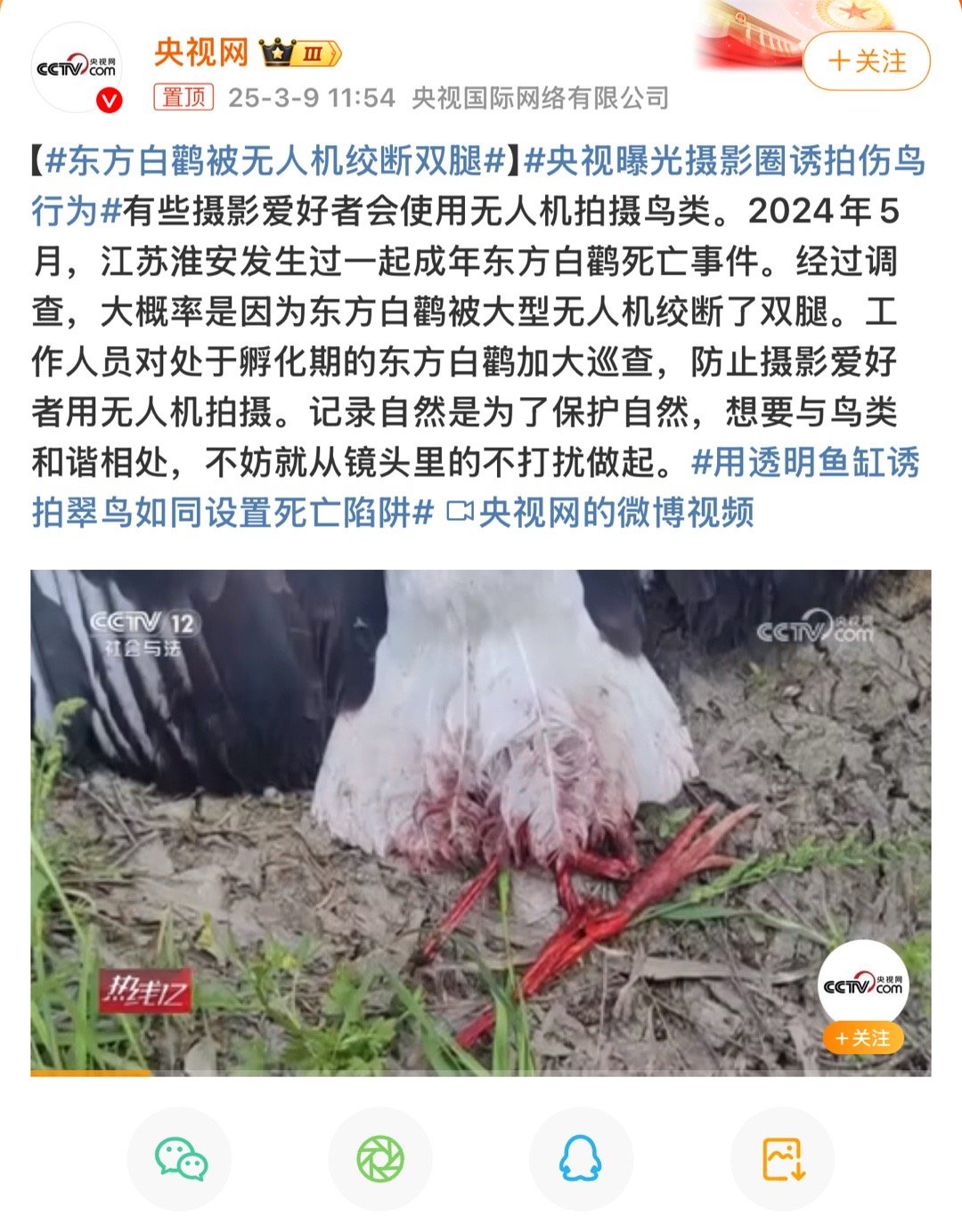 东方白鹳被无人机绞断双腿无人机之前飞到居民楼恶意拍摄的时候也没有人管 现在伤害到