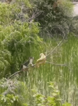 树：都给我下去冷静一下