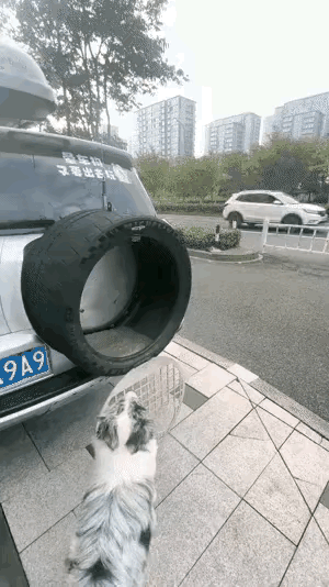 太有才了！一车主为了带自己的爱犬出游，竟然想到这种办法，完美地解决了狗狗的晕车问