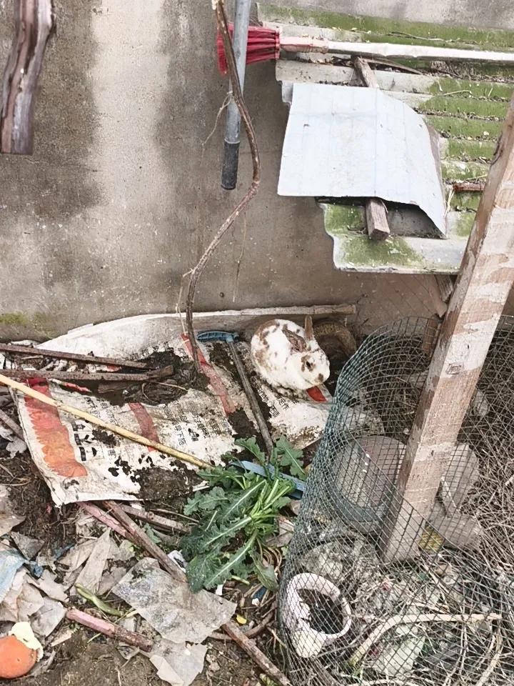 这只兔子怎么了
    今天休息去看兔子，那只被打败的兔子缩在角落里无精打采，没