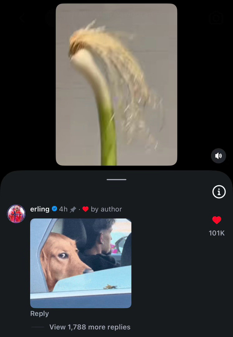 万物皆可哈宝meme / 非正经观战世界杯