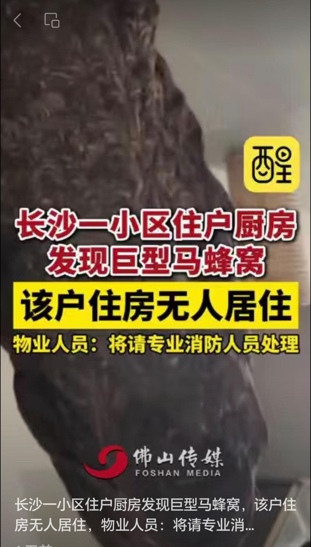 长沙一小区住户厨房发现巨型马蜂窝，该户住房无人居住，物业人员：将请专业消防人员处