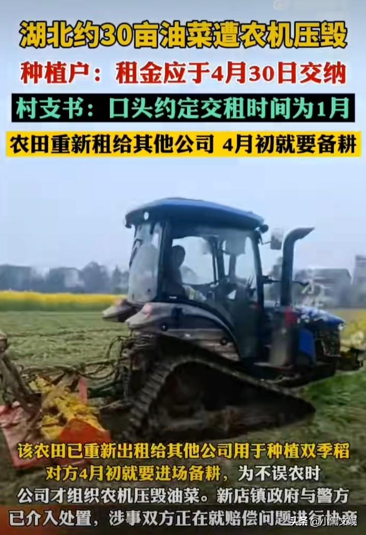 又是油菜花！
这次直接就给你铲除掉了，对于农民伯伯辛辛苦苦种植的农作物，直接压！