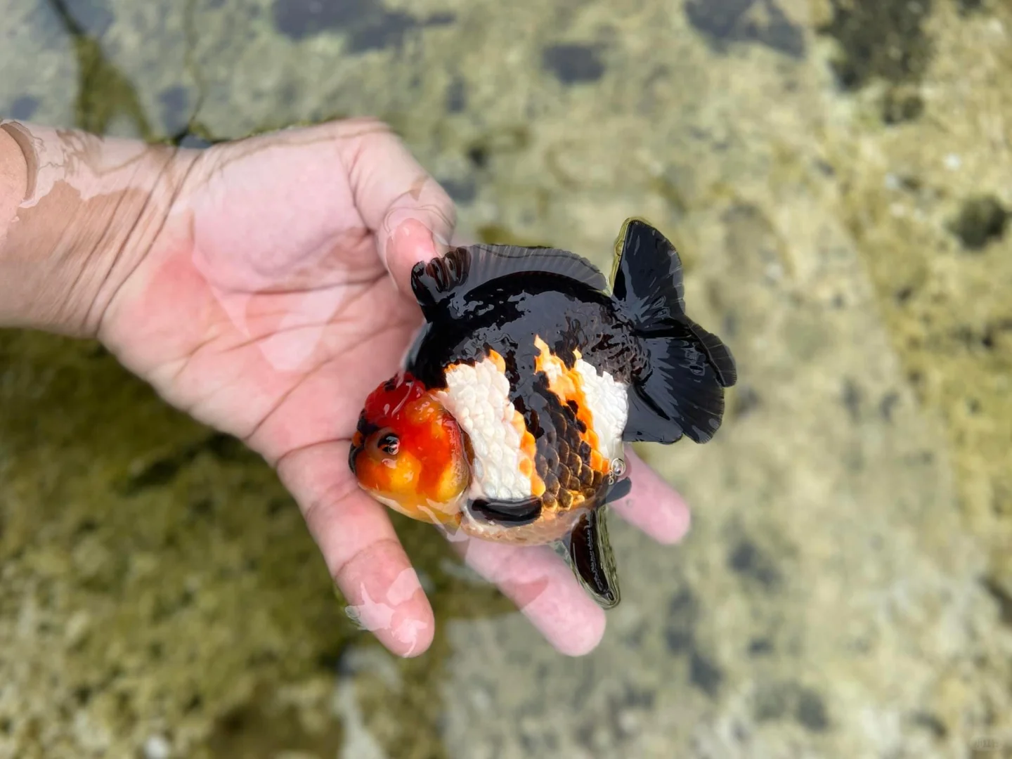 彩色🌈的小鱼雷