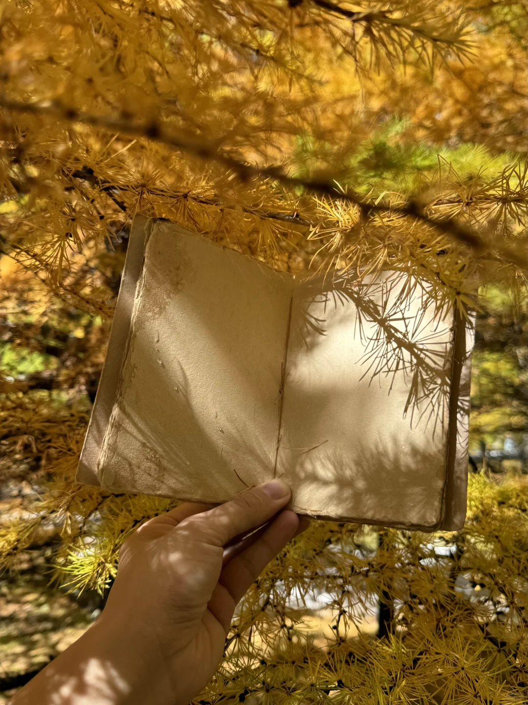 我是这样来记录秋天🍂