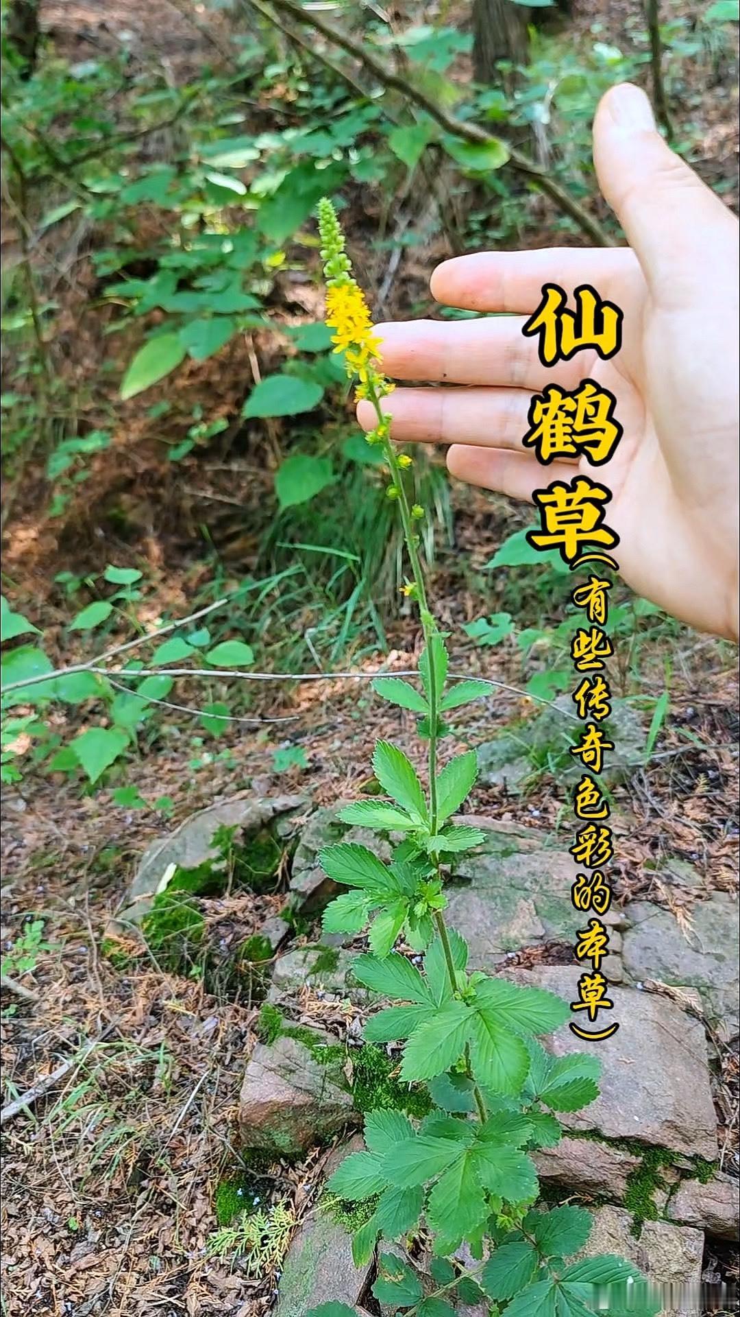 增力安神仙枣汤——充养宗气、补益气血药膳方核心立论：宗气，由天之清气+水谷精微相