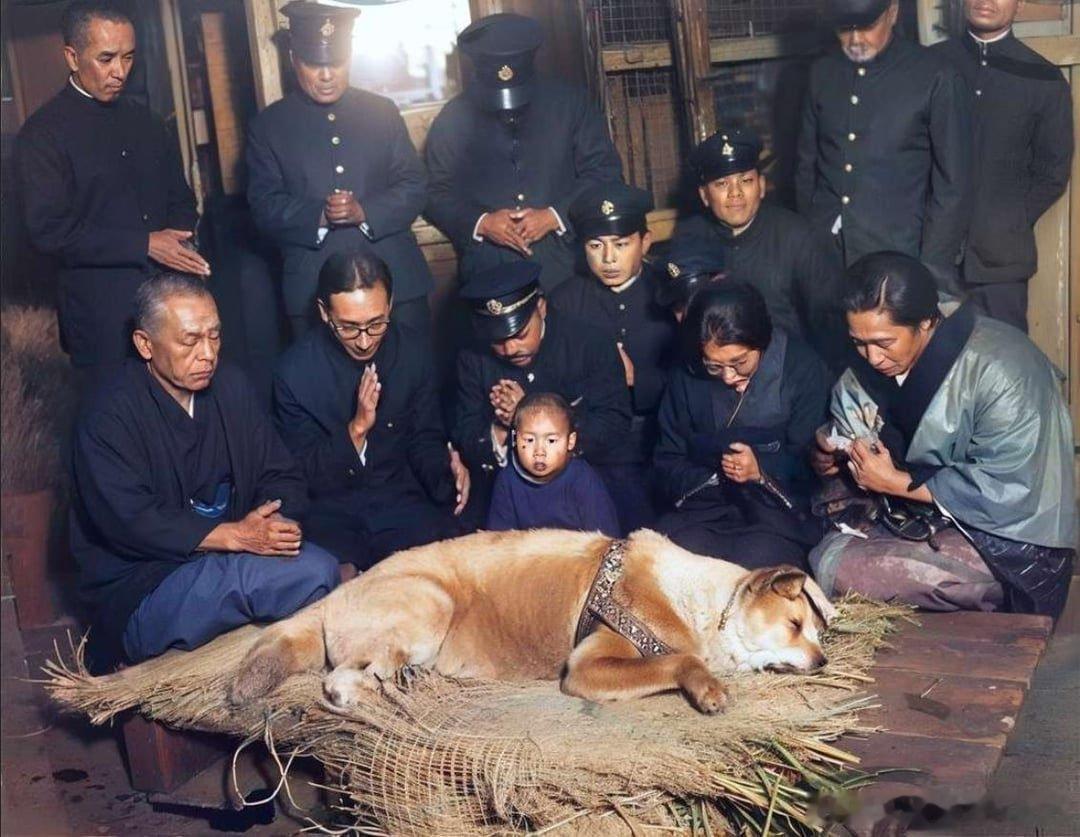 这是忠犬八公的最后一张照片（彩色版），它在主人去世后，仍在涩谷车站外等待了主人九