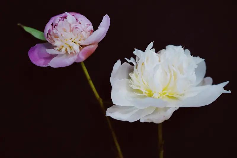 上联：迟开并蒂花尤艳，
下联：再结同心爱更深。
横批：晚晴尤美