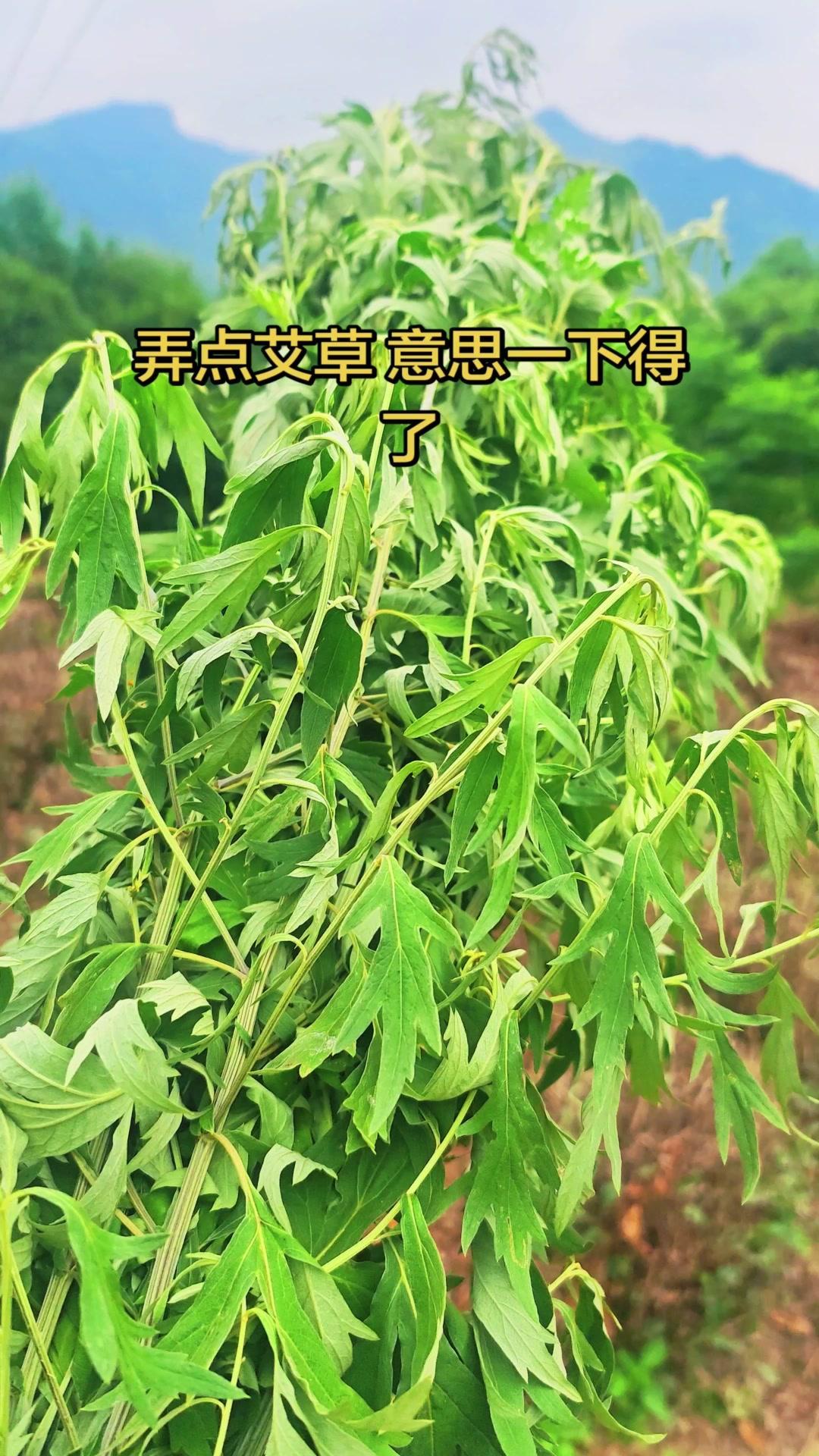🌿端午插艾草真是老祖宗留下的温暖智慧，既有祈福的心意，仪式感也拉满～早上把艾草