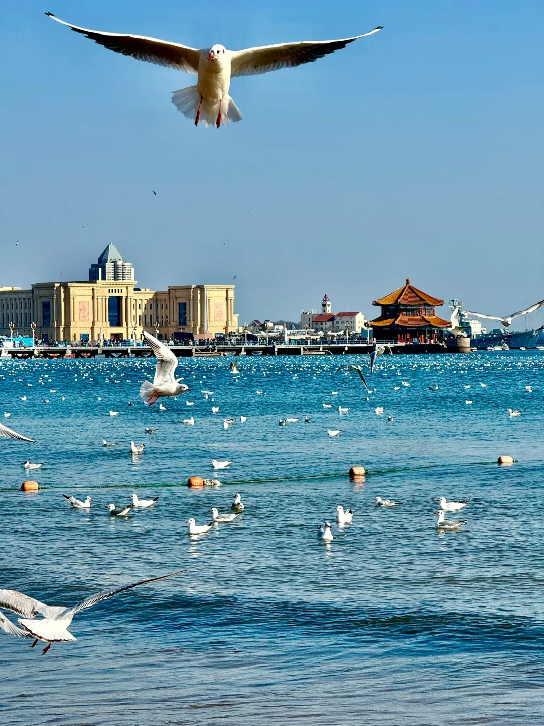 人生建议：假期来青岛直接citywalk这条路线