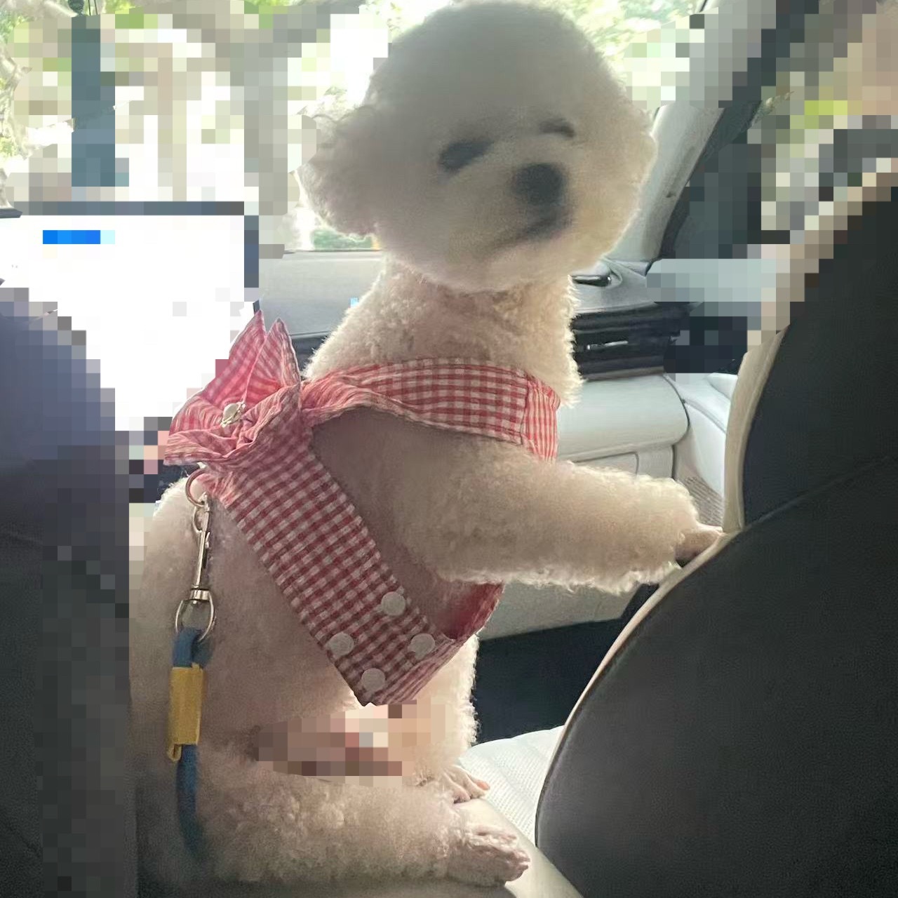 都停一下 我蛋总要发表重要讲话 