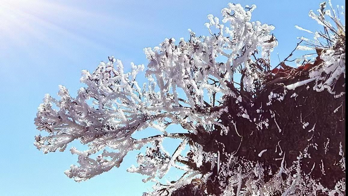 冬日生活打卡季冬天特有的花～冰花！
