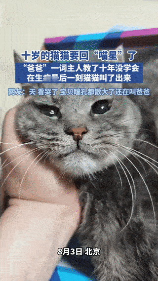 “心都要碎了！”北京，一博主养了10年的猫要准备去“喵星”了，看着自己的猫猫，心