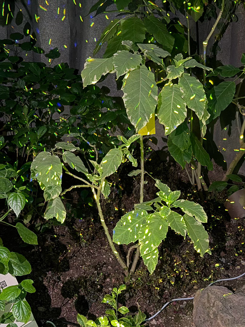 萤火虫的发布会场地选择真有意思在绿意盎然的温室花园很贴切了firefly萤火虫