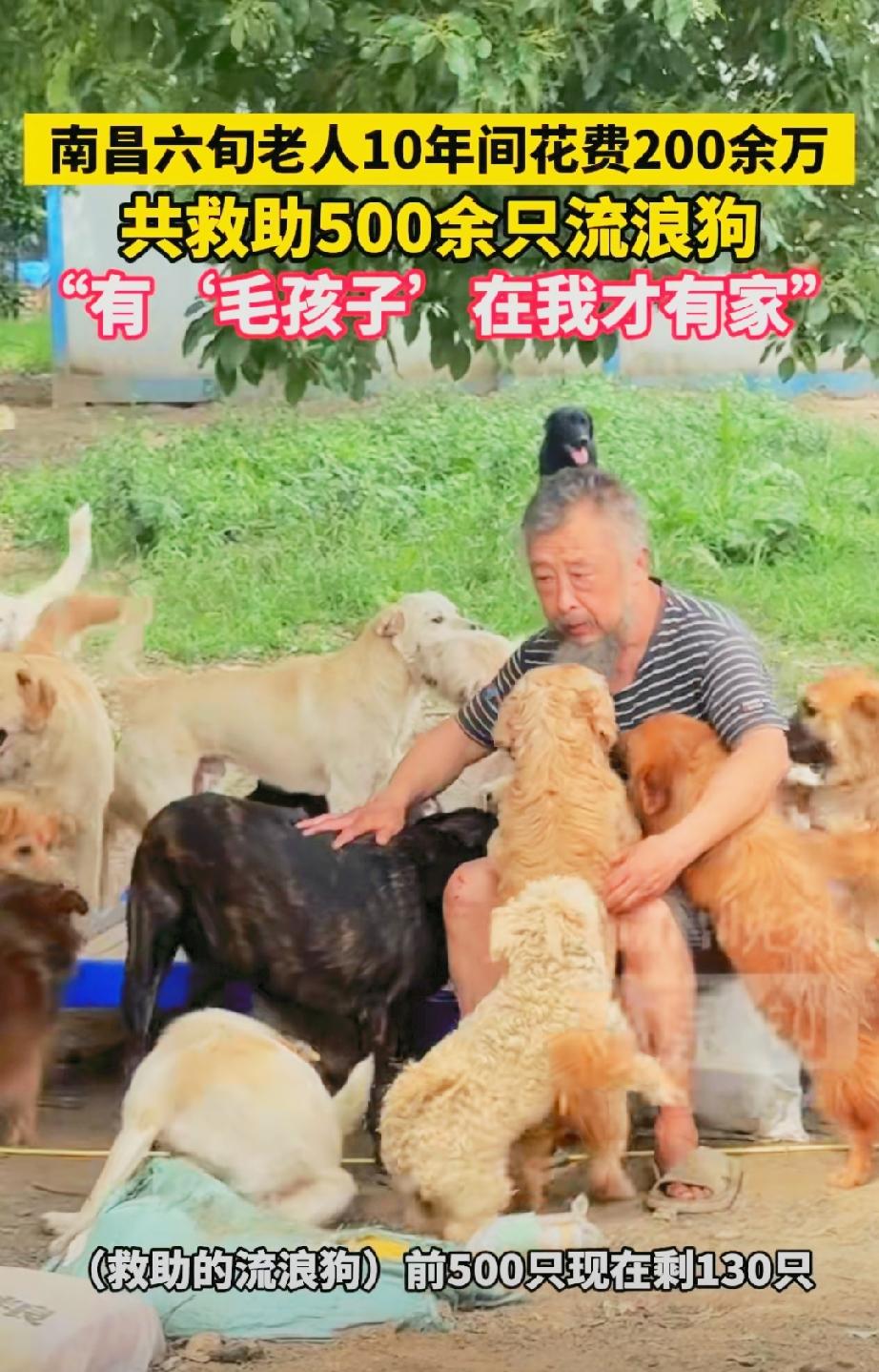 南昌六旬老人十年花费200万救助500只流浪狗，这才是跨越物种的大爱。
现如今这