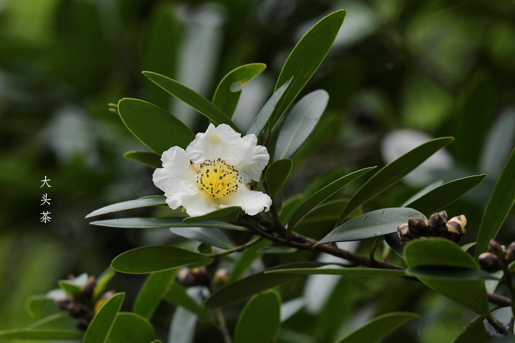 1384.秀色未饶三谷雪，清香先得五峰春。植物 ​​​