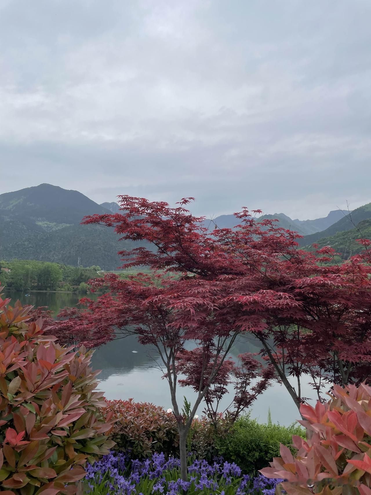 郭家湾水库的花和树都很美，特别是下图这种红枫叶树，美得一点都不输漂亮的花花。