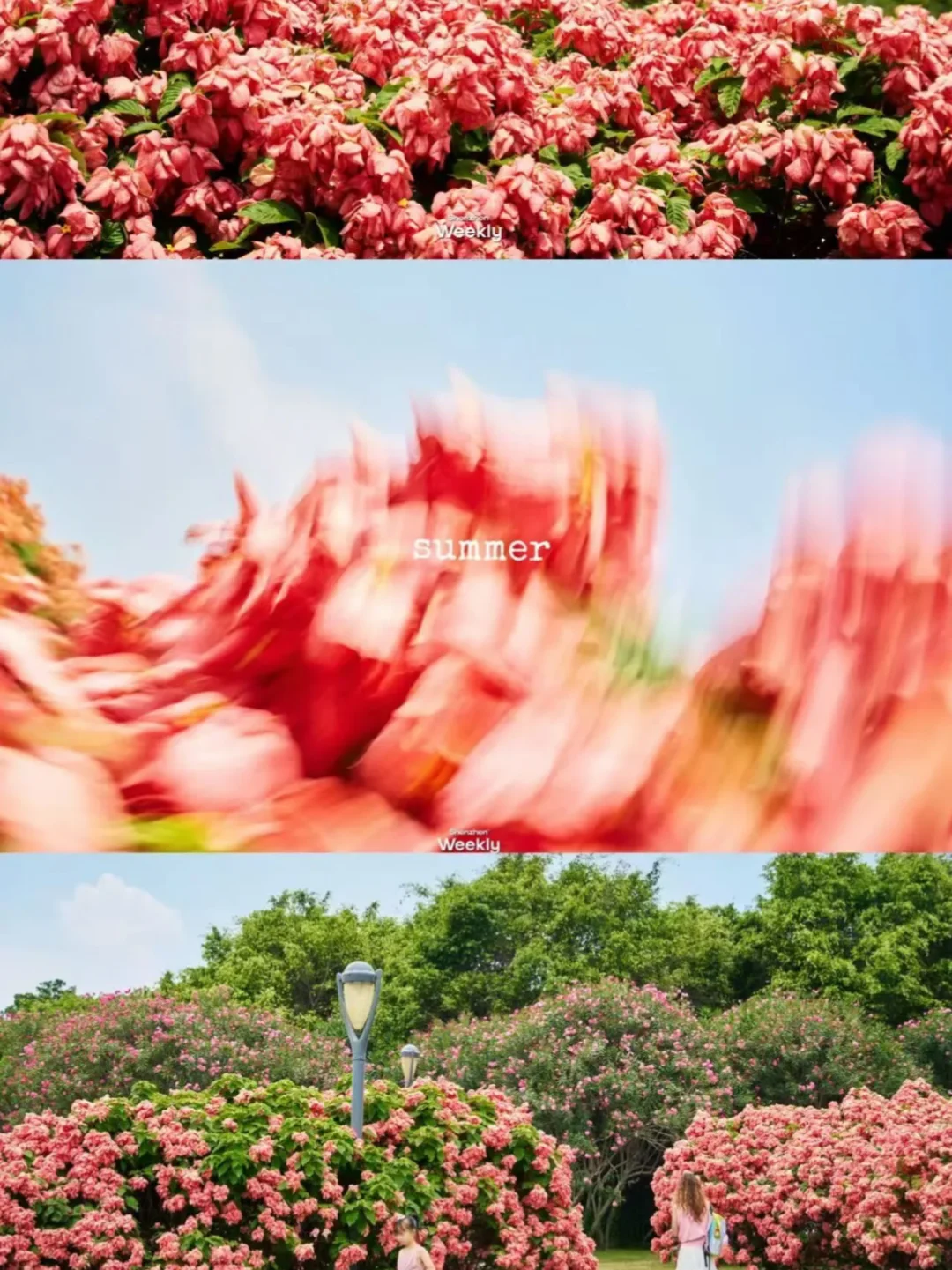 深圳新晋「粉色莫奈花园」，不用挤流花山了 	 🌸 花开正盛，海风正暖...