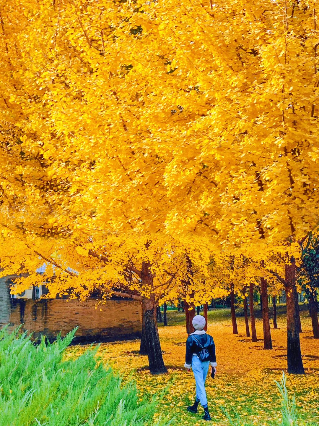 去过这十几个地方，才算看过北京的秋天！