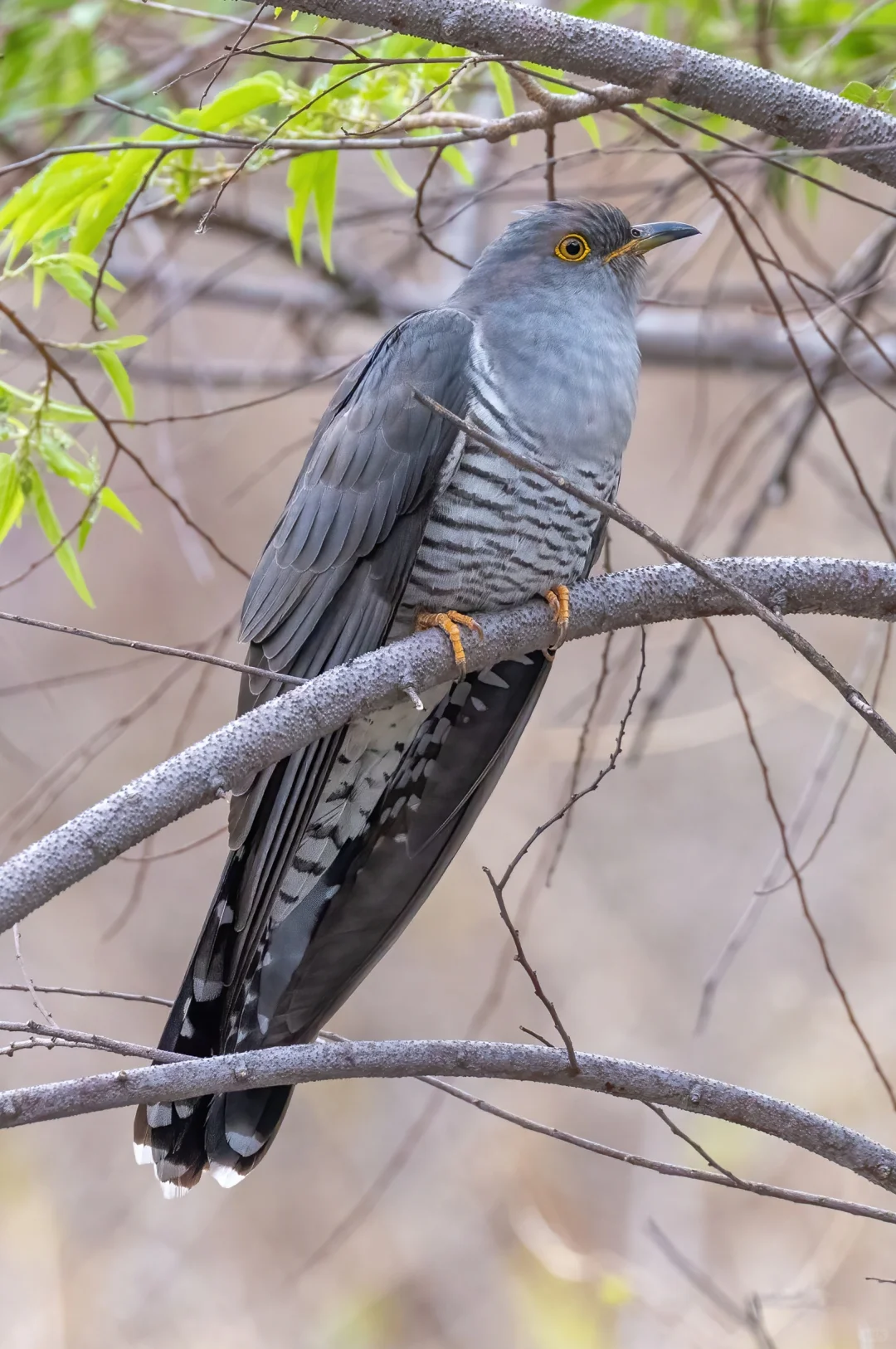 这就是传说中的布谷鸟！