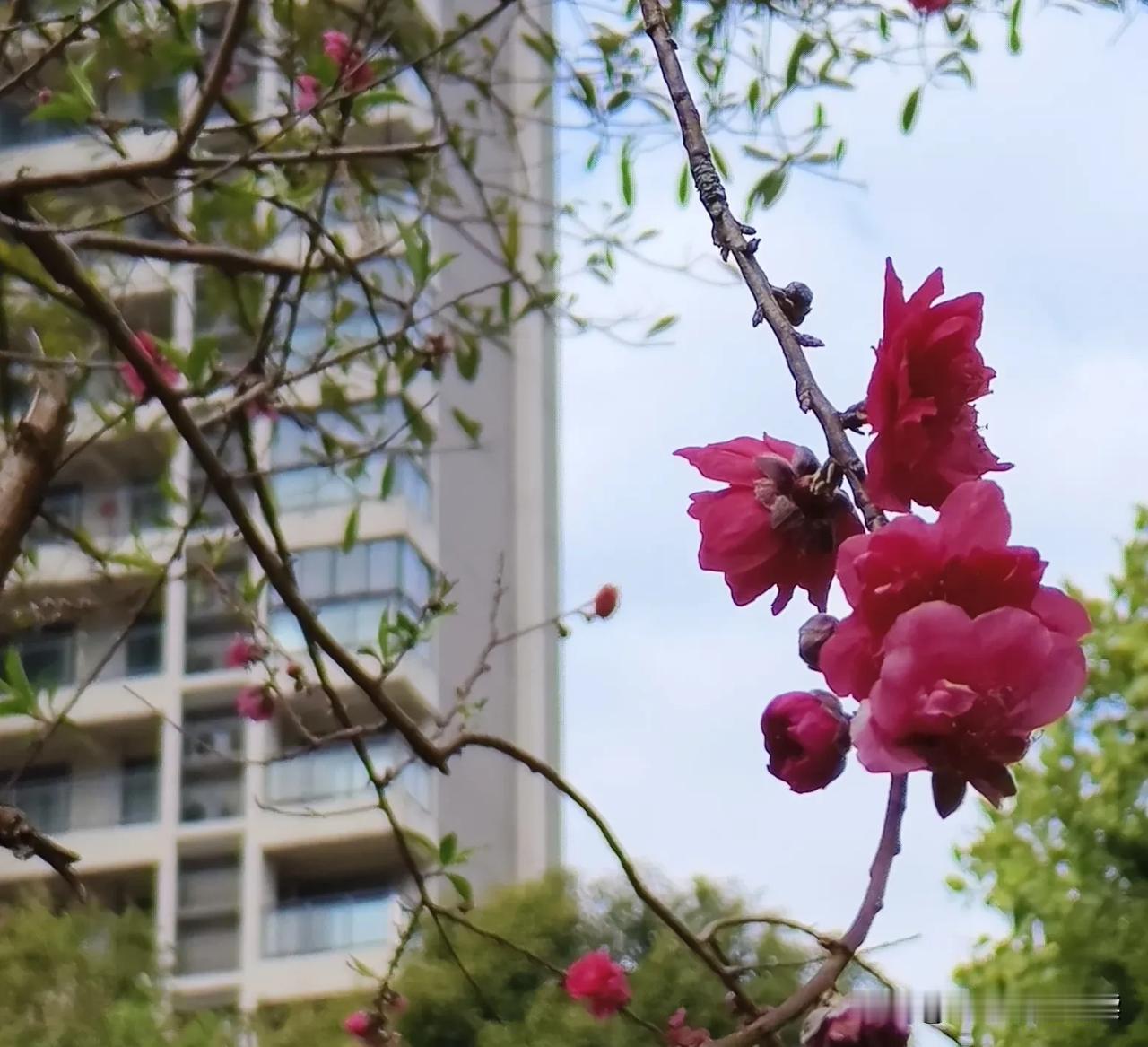 众里寻他千百度，蓦然回首，那花却在转角处🙂
住了那么久，居然没发现此处有株桃树