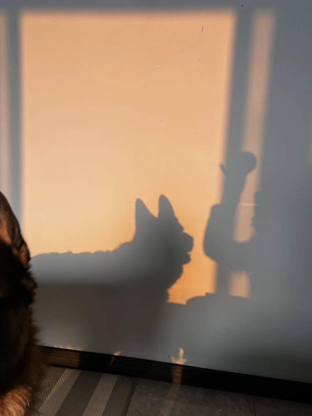 德牧|好爱我们家的夕阳🌇