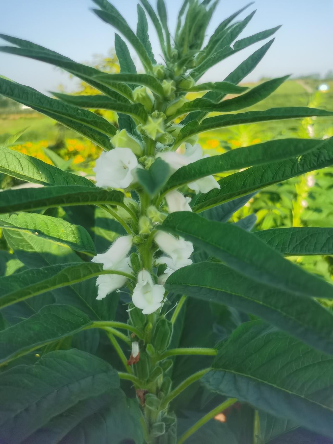 初秋随手拍