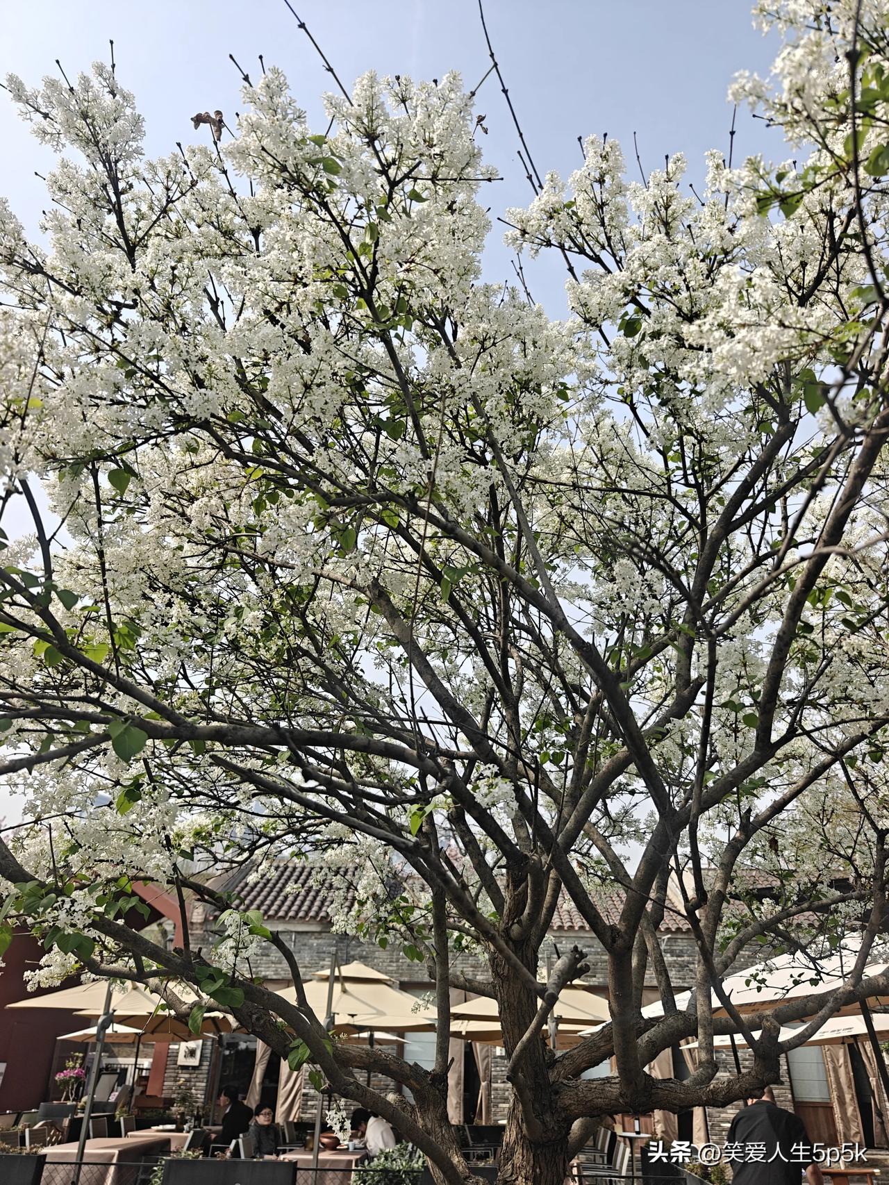 记录生活，北京人在天津观景，四月的天津，盛开的鲜花。