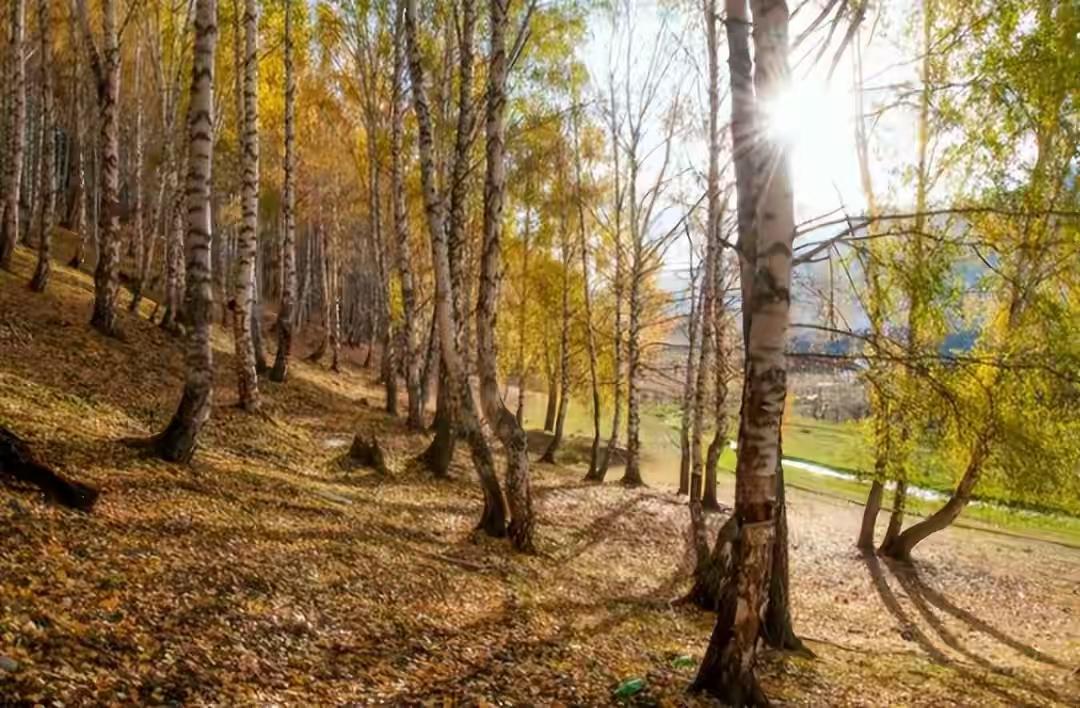 子弹打不穿却扛不住人抢，铁桦树还能活多久？
 
昨天在珲春林场亲眼看见AK-47