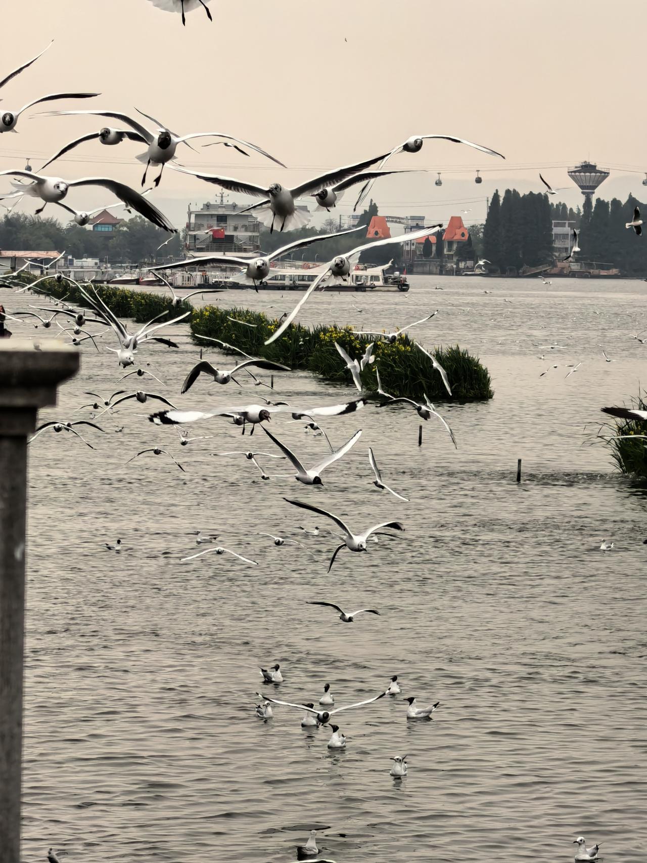 滇池边的“无人机”——红嘴鸥
滇池畔，红嘴鸥化身灵动的“空中无人机”，振翅穿梭。