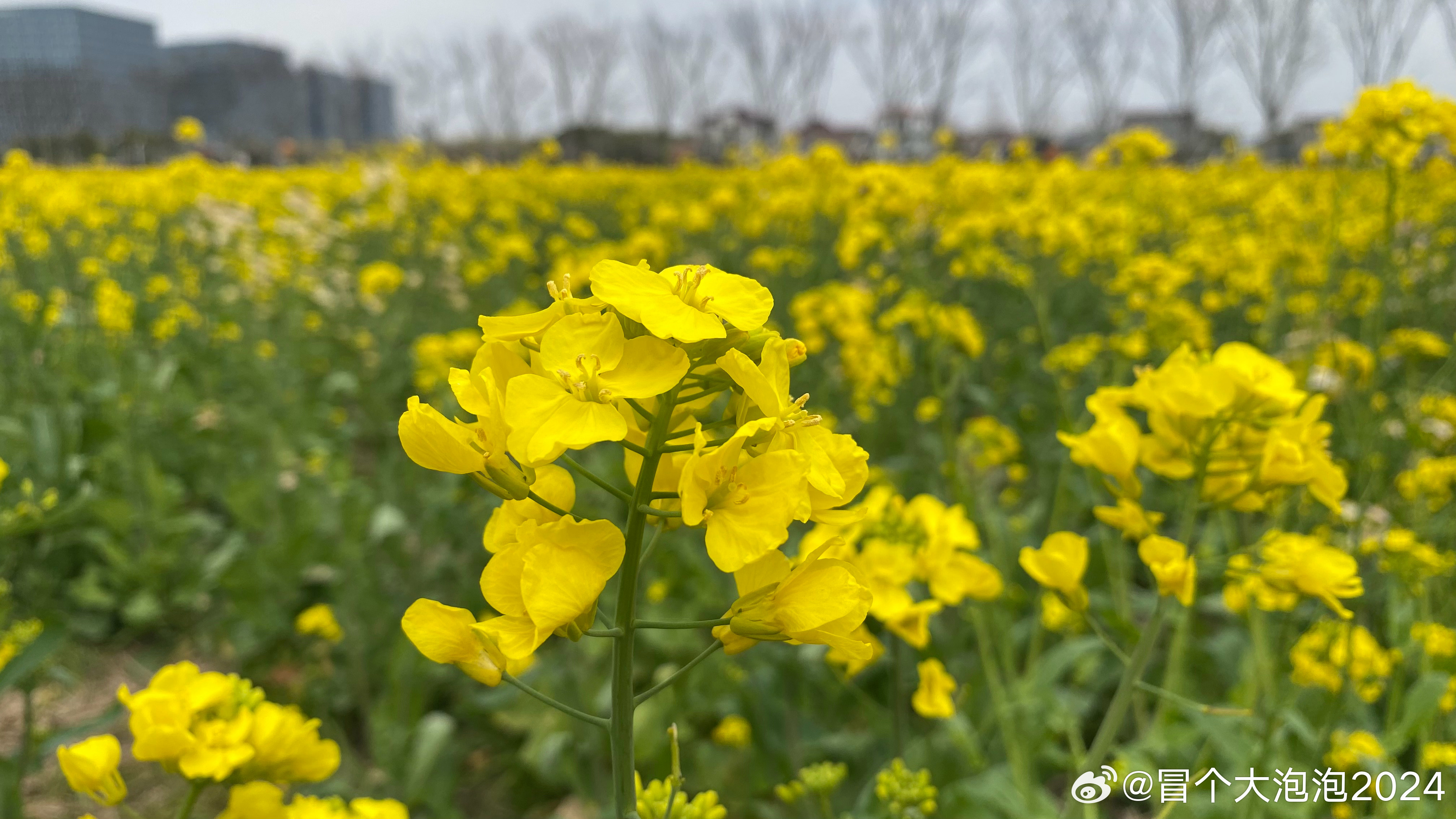 这里应该算离上海市区最近的油菜花打卡点了。打卡吃饭，杀时间！上海油菜花 上海·和