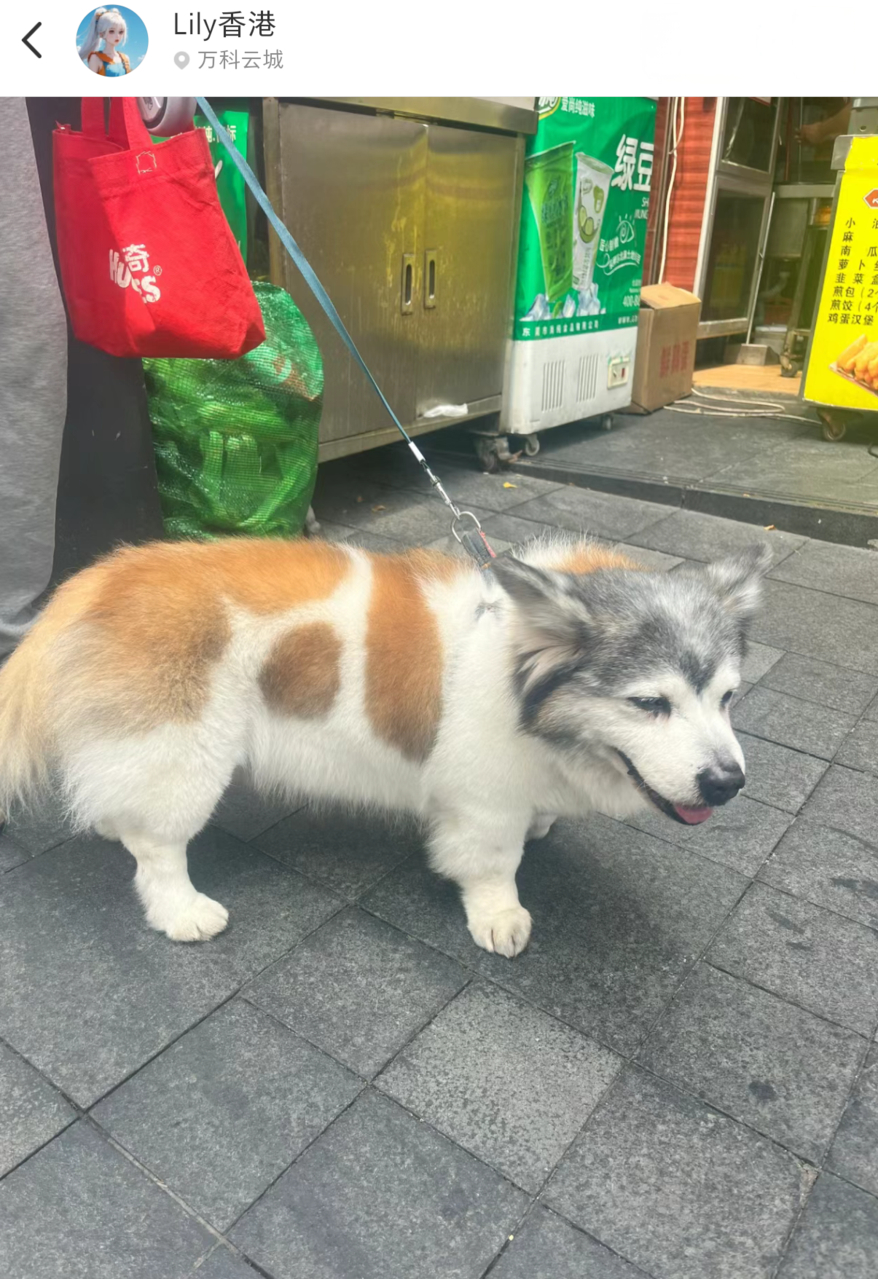 哈士基？#龙年造梗大赛##狗狗# ​​​