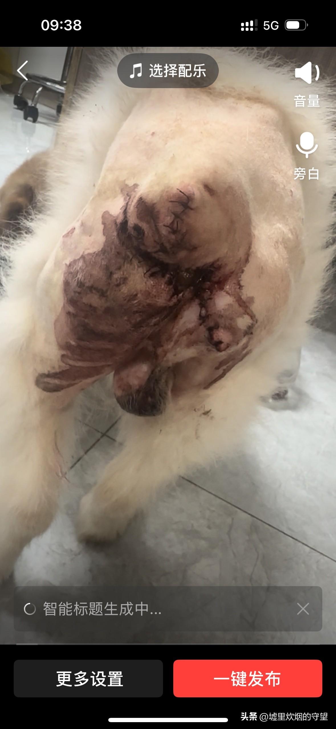 我家小狗今年十八岁。断尾及肛门瘤手术当天。

2025年9月28日下午，大约3点