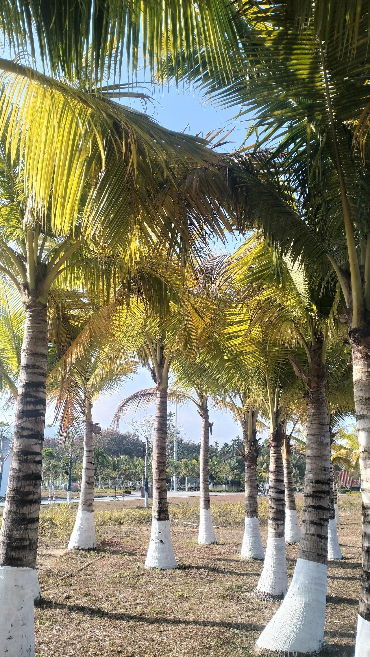 自驾海南之旅54——环岛第16站  五指山

“我爱五指山，我爱万泉河”！这首脍