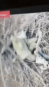 1名受伤的俄军士兵发现乌军无人机盯着他时，聪明地用树枝制作了一面简易的白旗“释放