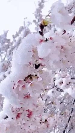 【雪】/巅峰
雺瑤霏䨋缟岫纨，
飗霙瀺灂皓琼漙。
皛岑素羃凝璃樾，
氅朔翛泠澞玕