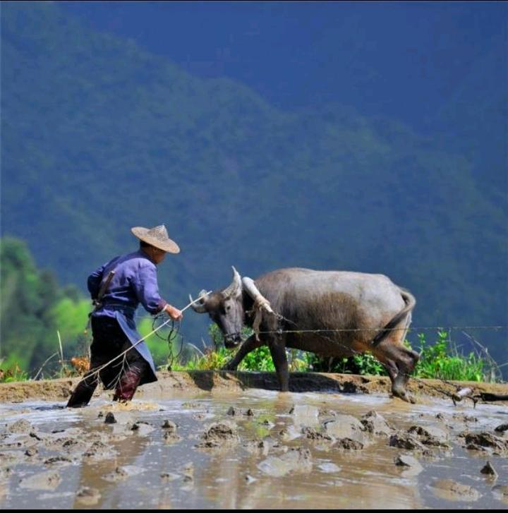 自古农夫万般难，
面向黄土背朝天，
风雨飘摇半生过，
………？

上联：人生流岁