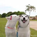 枫桐爱逛音乐