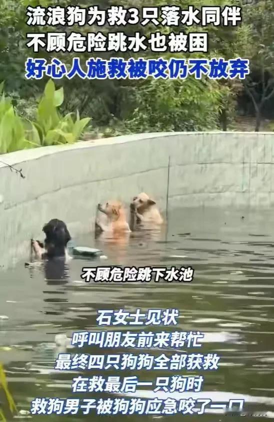 4条流浪狗落水，男子下水施救被狗咬伤，仍然将狗一一救出，这是爱狗人士吧？

开始