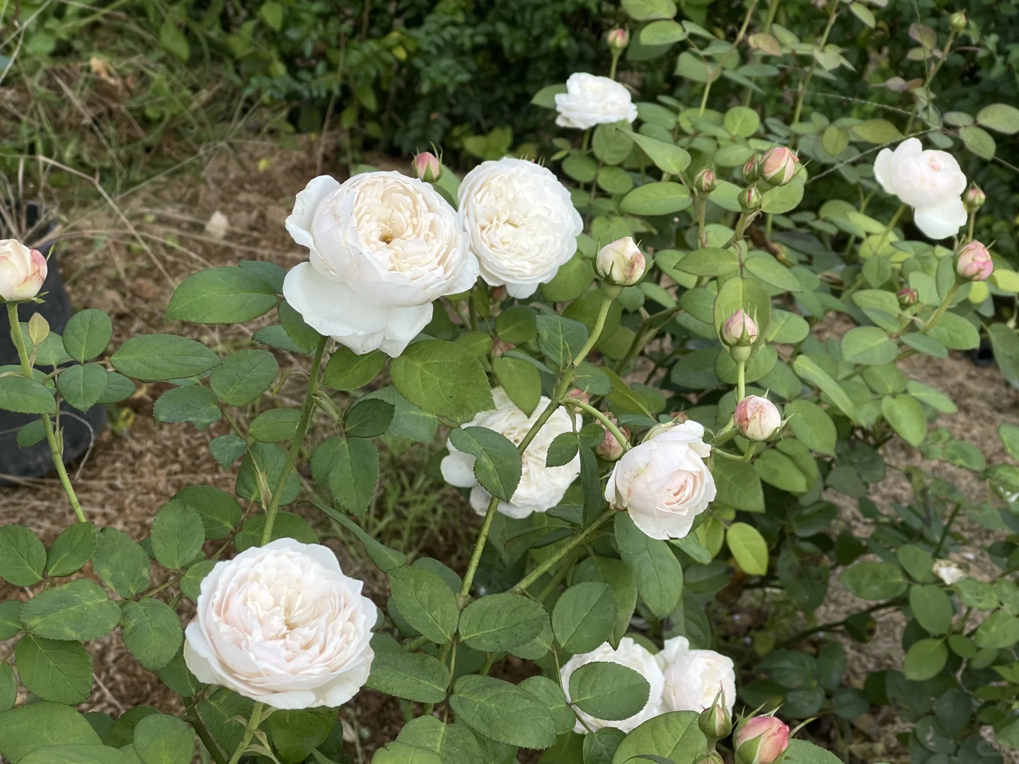 奥斯汀秋花继续
