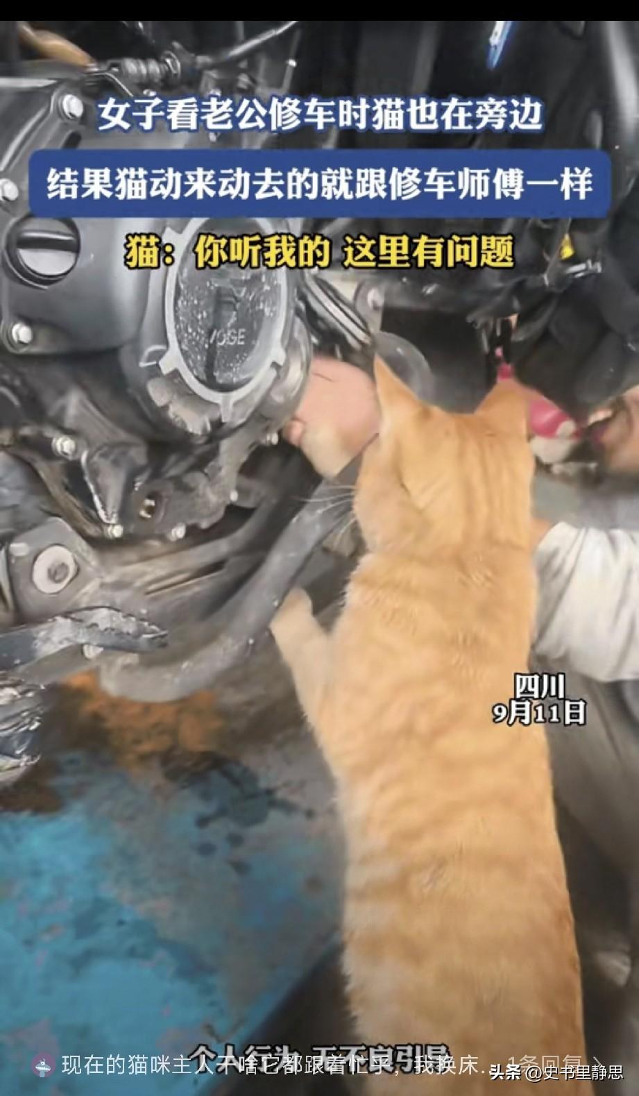 四川，女子看着老公修车，家里的橘猫也凑在一旁，小爪子扒着机车零件，来回探头摆弄，