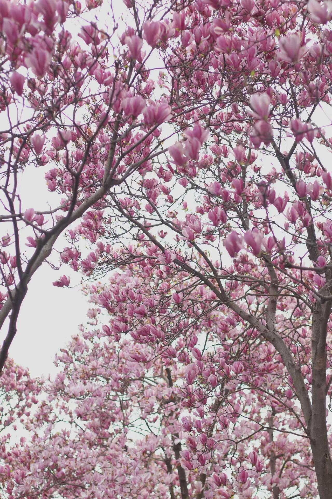 也盼着花开常在，好运常来，忙时有奔头，闲时有欢喜。不贪心，只希望所有努力都有回应