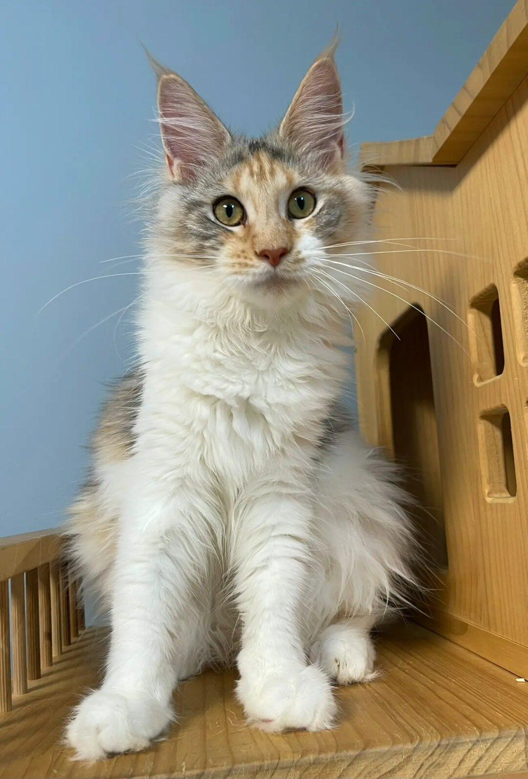 缅因｜双十一这几只原价基础上特价