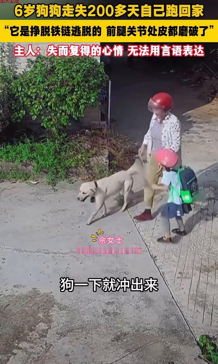 6岁狗狗走失200多天自己跑回家，"它是挣脱铁链逃脱的前腿关节处皮都磨破了"。主