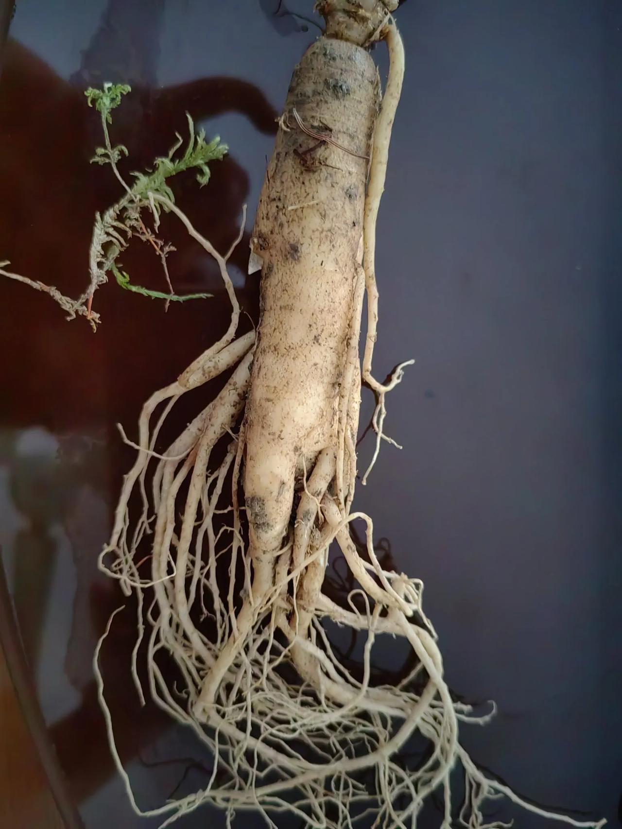 说好了周末去拍片，又改成去锻炼，真是不见棺材不掉泪，这几天又是贴又是抹的，决心要
