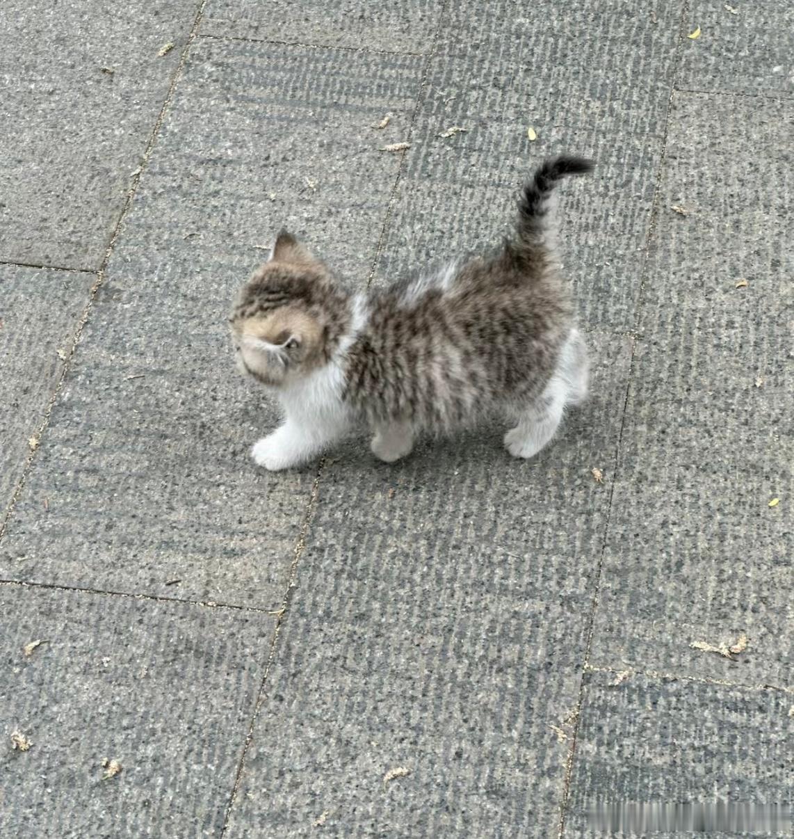 #猫咪被主人在监控里喊名字偷感十足# 宝宝！你是一个可爱的虎皮蛋糕[苦涩] ​​