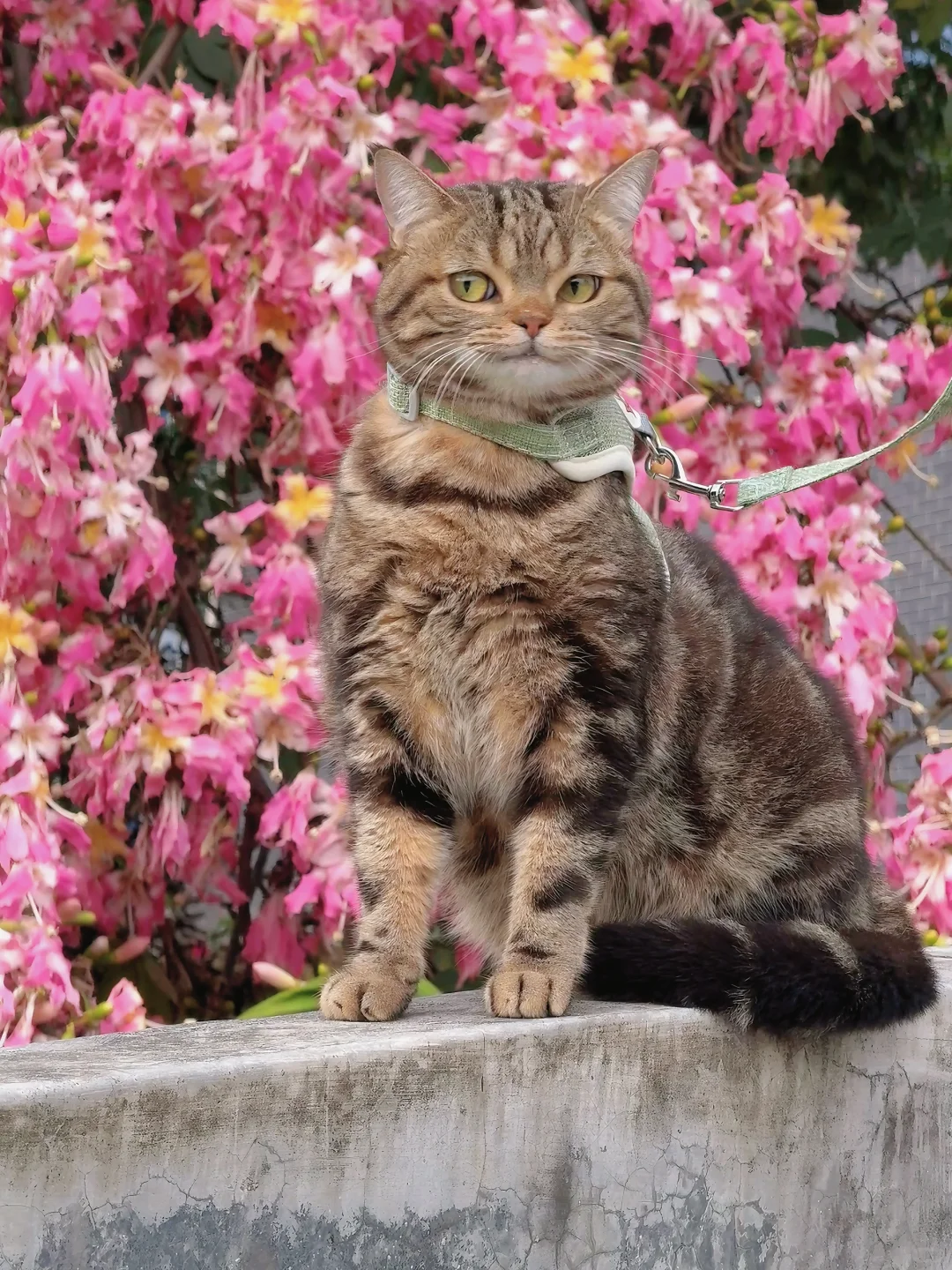 花财猫真的很上镜也！