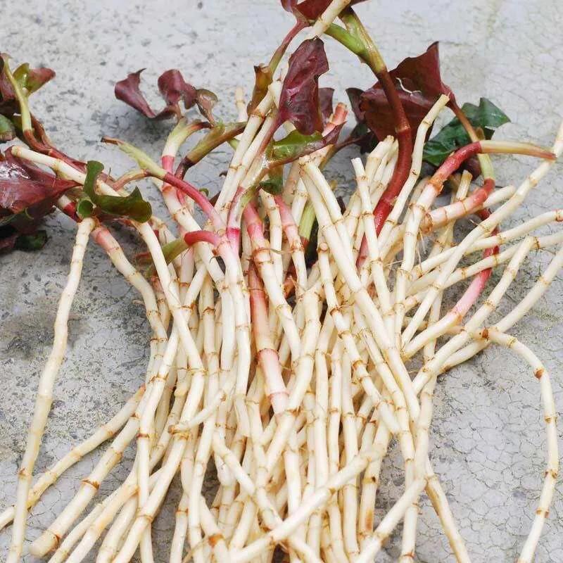 最后一种菜挖出来长这样，你认识吗？