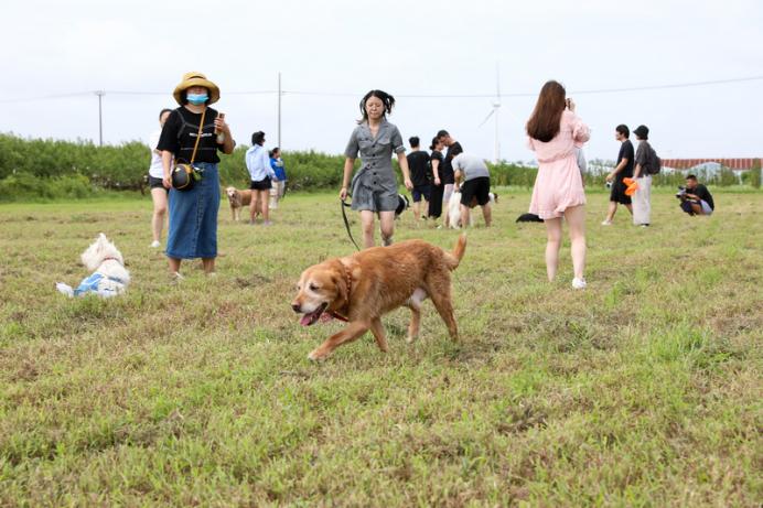 1.26亿只宠物狂潮背后，是一代人“重新养育自己”和3.23亿老人的沉默等待。