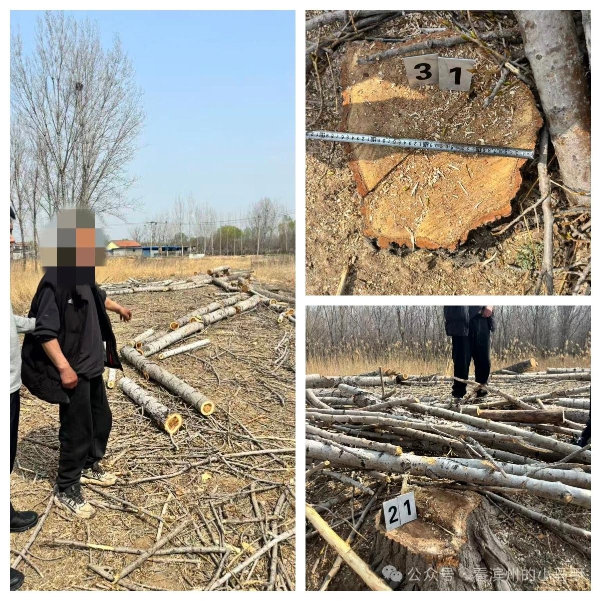 偷盗园林树木，滨州赵某被刑拘

据山东滨州市公安局高新技术产业开发区分局最新发布